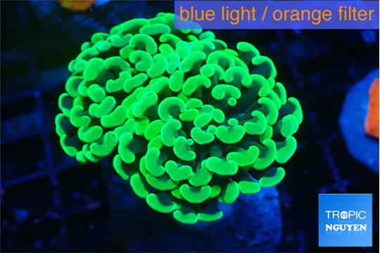 Euphyllia paraancora glow tip 3-6 cm WYSIWYG acclimaté