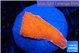 Montipora red cap 3 cm WYSIWYG acclimaté