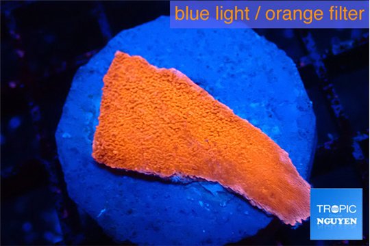 Montipora red cap 3 cm WYSIWYG acclimaté