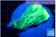 Favia green moon 2-3 cm WYSIWYG acclimaté
