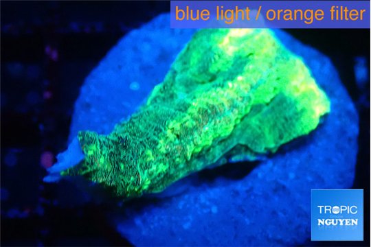 Favia green moon 2-3 cm WYSIWYG acclimaté
