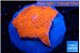 Montipora red cap 2-3 cm WYSIWYG acclimaté