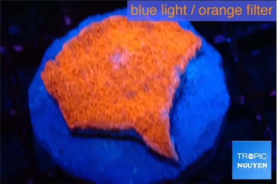 Montipora red cap 2-3 cm WYSIWYG acclimaté