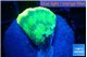 Favia green moon 2-3 cm WYSIWYG acclimaté