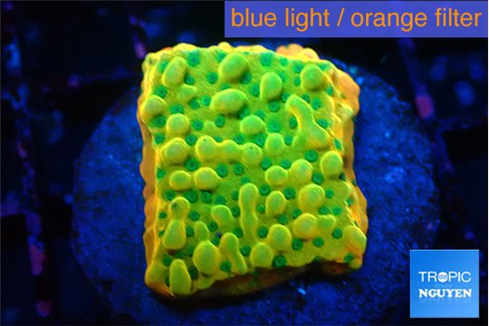 Montipora kungpao sunset phoenix 2-3 cm WYSIWYG acclimaté