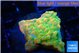 Montipora kungpao sunset phoenix 2-3 cm WYSIWYG acclimaté