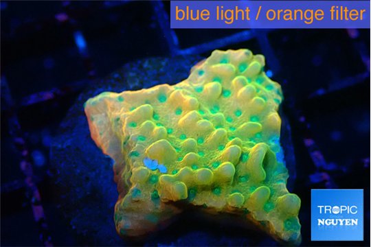 Montipora kungpao sunset phoenix 2-3 cm WYSIWYG acclimaté