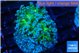 Euphyllia paradivisa green sunset 3-5 cm WYSIWYG acclimaté
