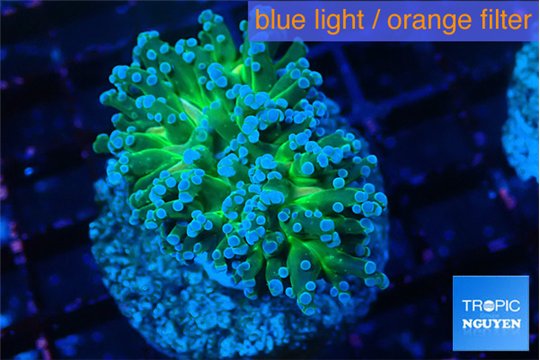 Euphyllia paradivisa green sunset 3-5 cm WYSIWYG acclimaté