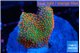 Montipora red fire forest 2-3 cm WYSIWYG acclimaté