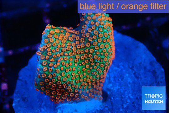 Montipora red fire forest 2-3 cm WYSIWYG acclimaté