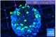 Euphyllia glabrescens high beam 2-4 cm WYSIWYG acclimaté