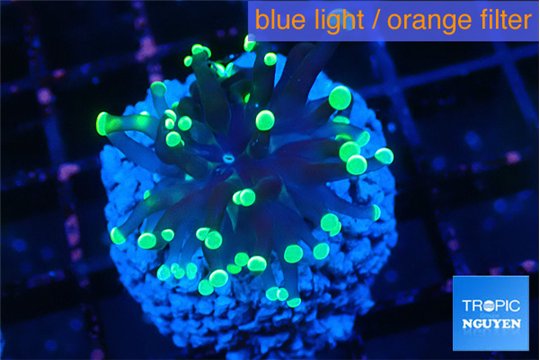 Euphyllia glabrescens high beam 2-4 cm WYSIWYG acclimaté