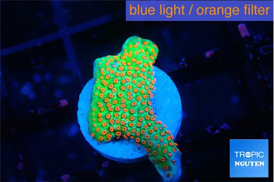 Montipora red fire forest 2-3 cm WYSIWYG acclimaté