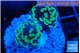 Euphyllia paraancora glow tip 3-6 cm WYSIWYG acclimaté