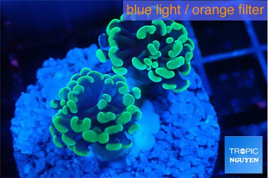 Euphyllia paraancora glow tip 3-6 cm WYSIWYG acclimaté