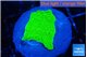 Montipora green cap 2-3 cm WYSIWYG acclimaté