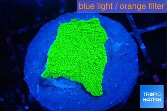 Montipora green cap 2-3 cm WYSIWYG acclimaté