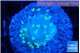 Euphyllia paraancora glow tip 2-3 cm WYSIWYG acclimaté