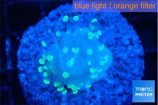 Euphyllia paraancora glow tip 2-3 cm WYSIWYG acclimaté