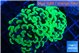 Euphyllia paraancora glow tip 4-7 cm WYSIWYG acclimaté