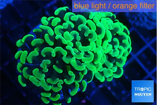 Euphyllia paraancora glow tip 4-7 cm WYSIWYG acclimaté