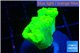 Caulastrea neon green 4 polyps WYSIWYG acclimaté