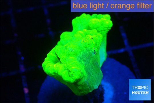 Caulastrea neon green 4 polyps WYSIWYG acclimaté