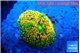 Ricordea floridae rainbow 1 polyp WYSIWYG acclimaté