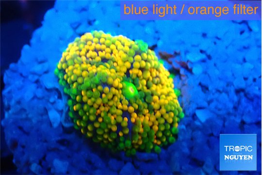 Ricordea floridae rainbow 1 polyp WYSIWYG acclimaté