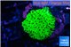 Montipora green 2-3 cm WYSIWYG acclimaté