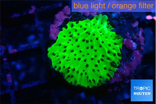Montipora green 2-3 cm WYSIWYG acclimaté