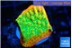 Montipora kungpao sunset phoenix 2-3 cm WYSIWYG acclimaté