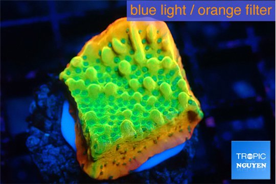 Montipora kungpao sunset phoenix 2-3 cm WYSIWYG acclimaté