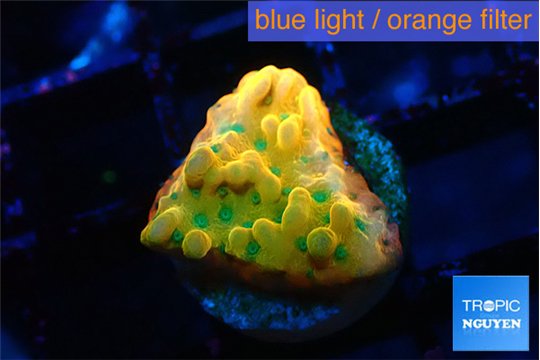 Montipora kaboom 1-2 cm WYSIWYG acclimaté