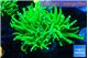 Euphyllia grabrescens ufo 5-8 cm WYSIWYG acclimaté
