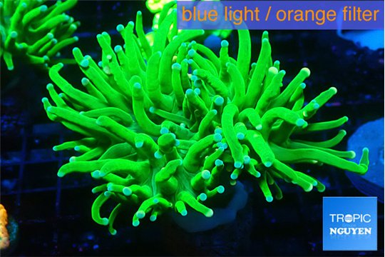 Euphyllia grabrescens ufo 5-8 cm WYSIWYG acclimaté