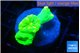 Caulastrea neon green 3 polyps WYSIWYG acclimaté