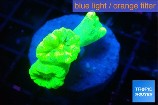 Caulastrea neon green 3 polyps WYSIWYG acclimaté