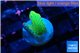 Montipora red fire forest 1-2 cm WYSIWYG acclimaté
