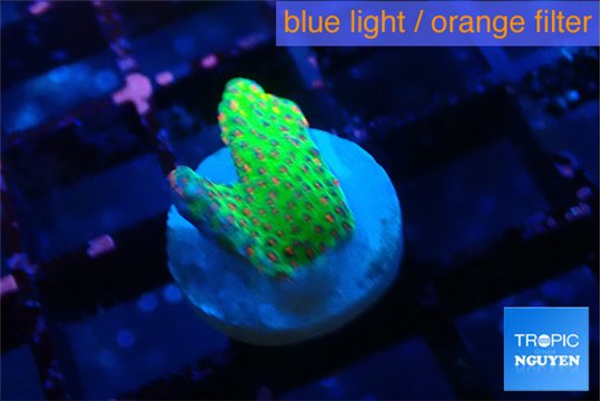 Montipora red fire forest 1-2 cm WYSIWYG acclimaté