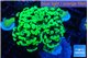 Euphyllia paraancora glow tip 4-7 cm WYSIWYG acclimaté