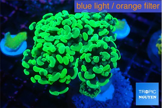 Euphyllia paraancora glow tip 4-7 cm WYSIWYG acclimaté