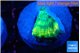 Favia green moon 2-3 cm WYSIWYG acclimaté