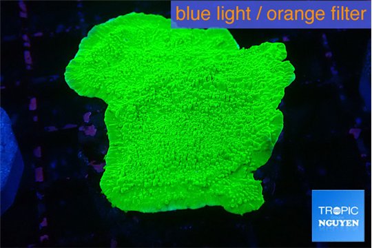 Montipora green cap 4-6 cm WYSIWYG acclimaté