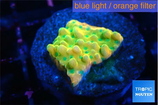 Montipora kungpao sunset phoenix 2-3 cm WYSIWYG acclimaté