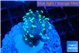Euphyllia paraancora glow tip 2-4 cm WYSIWYG acclimaté