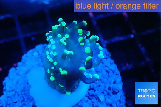 Euphyllia paraancora glow tip 2-4 cm WYSIWYG acclimaté