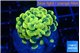 Euphyllia paraancora electro 2-4 cm WYSIWYG acclimaté