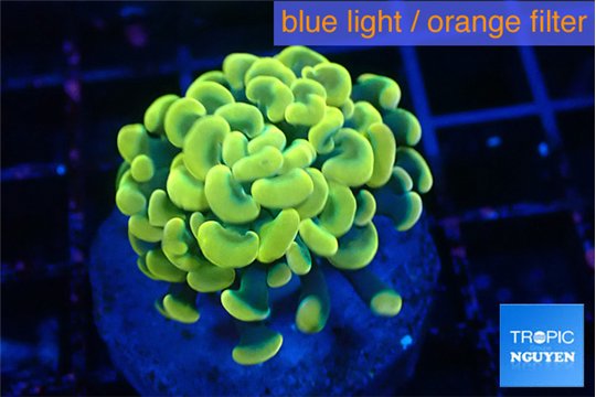 Euphyllia paraancora electro 2-4 cm WYSIWYG acclimaté
